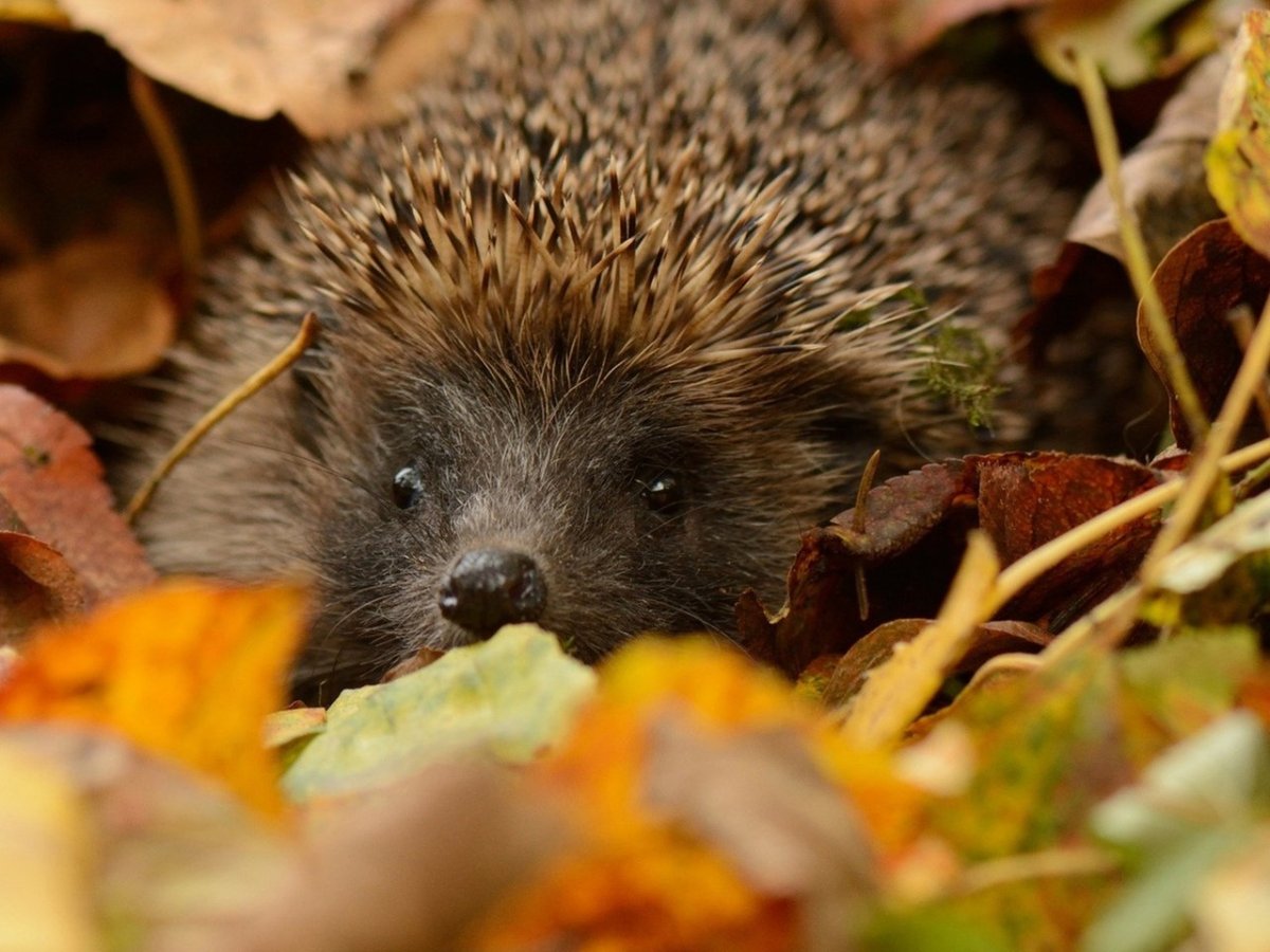 Ежик спит