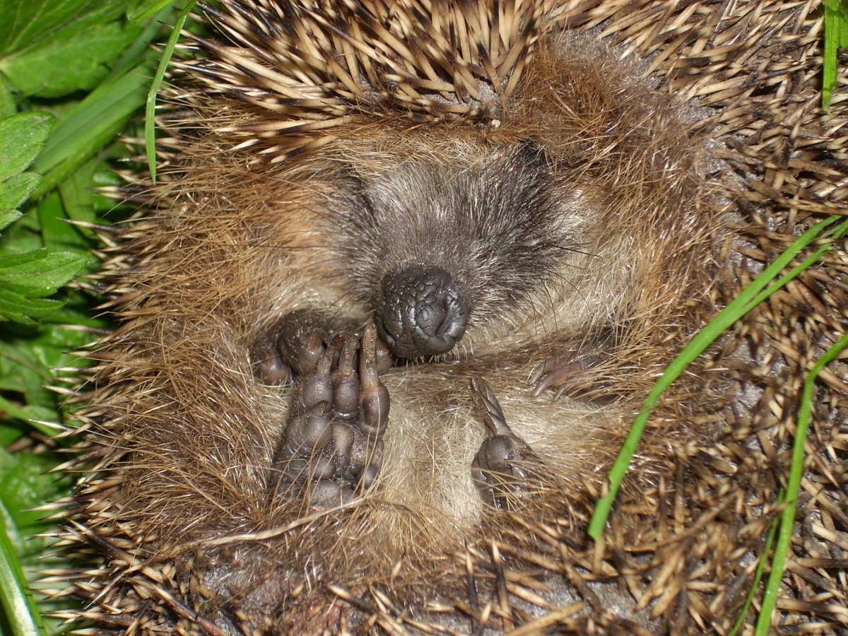 Еж обыкновенный спячка