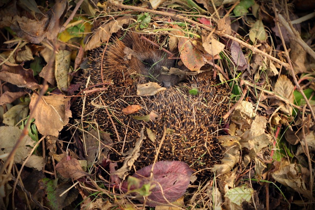 Еж обыкновенный спячка