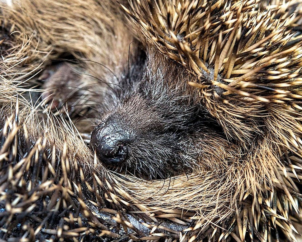 Ежик спит зимой
