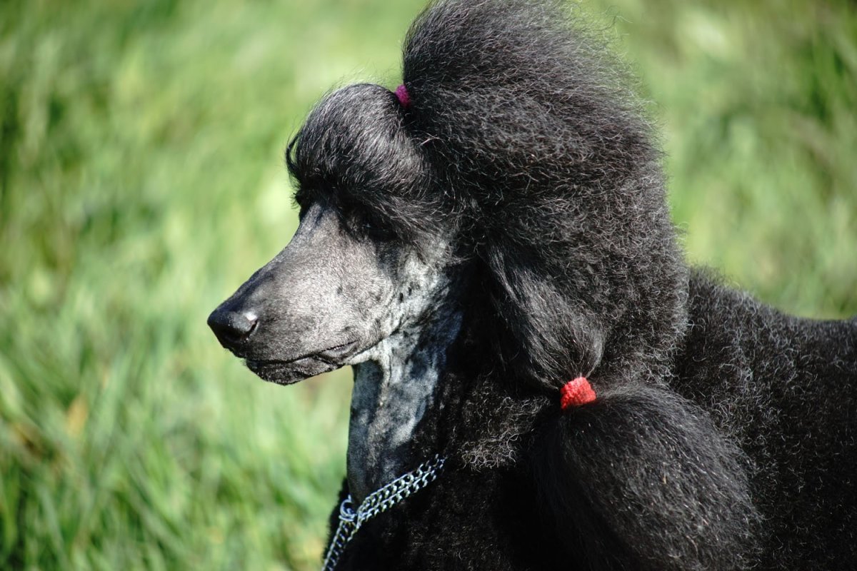 Королевский пудель