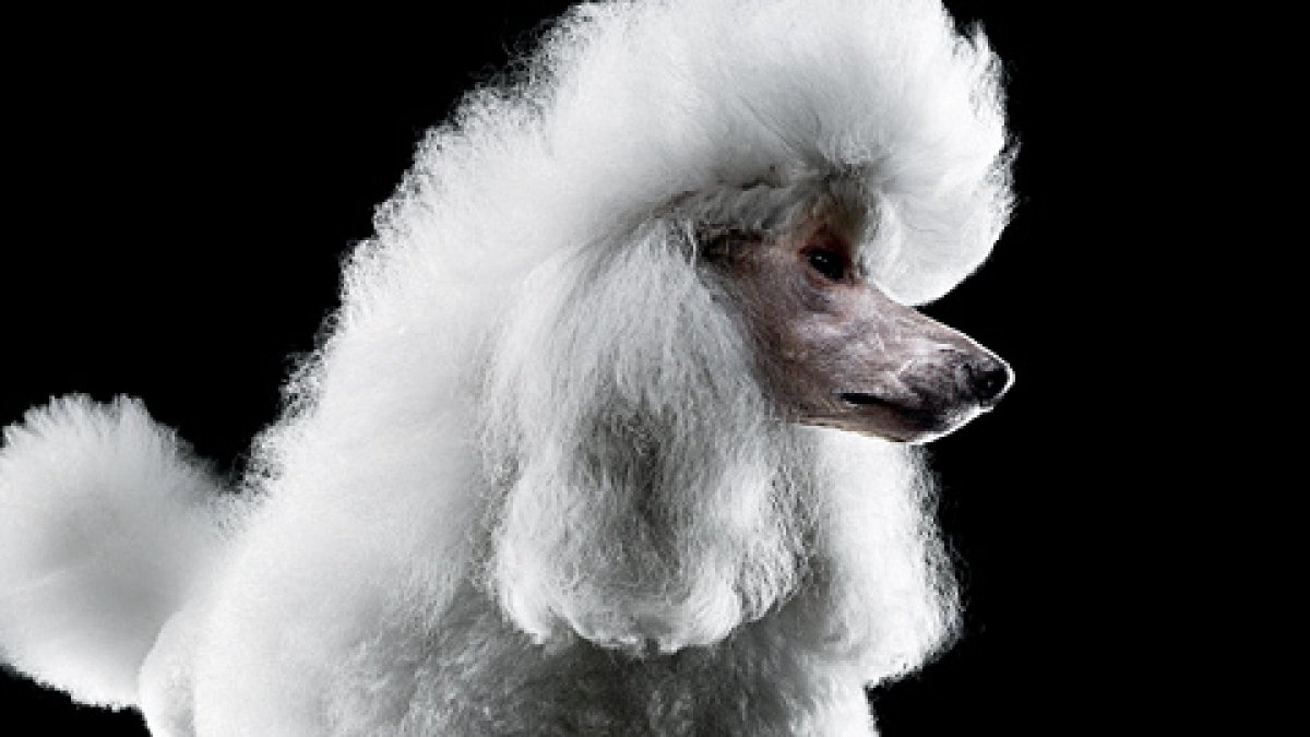 Королевский пудель морда