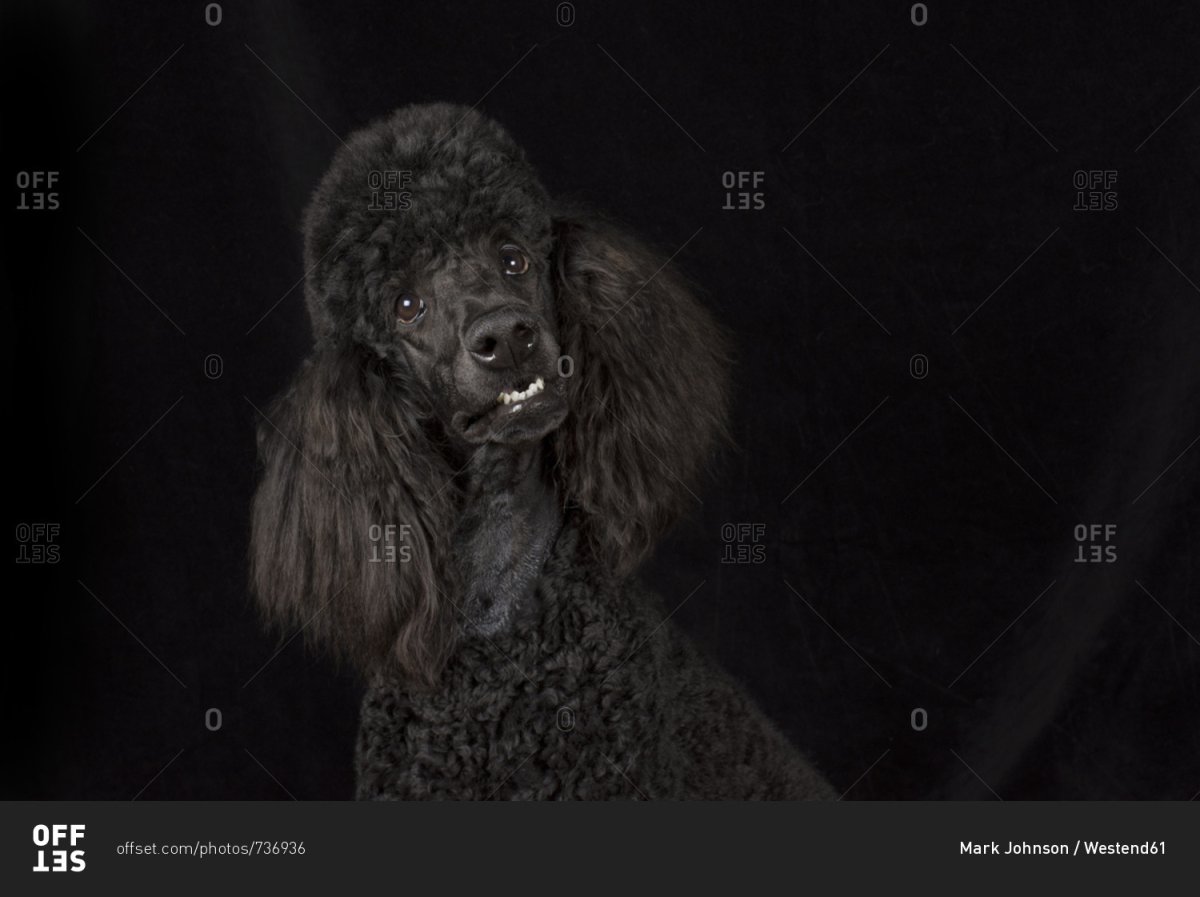 Пудель на черном фоне