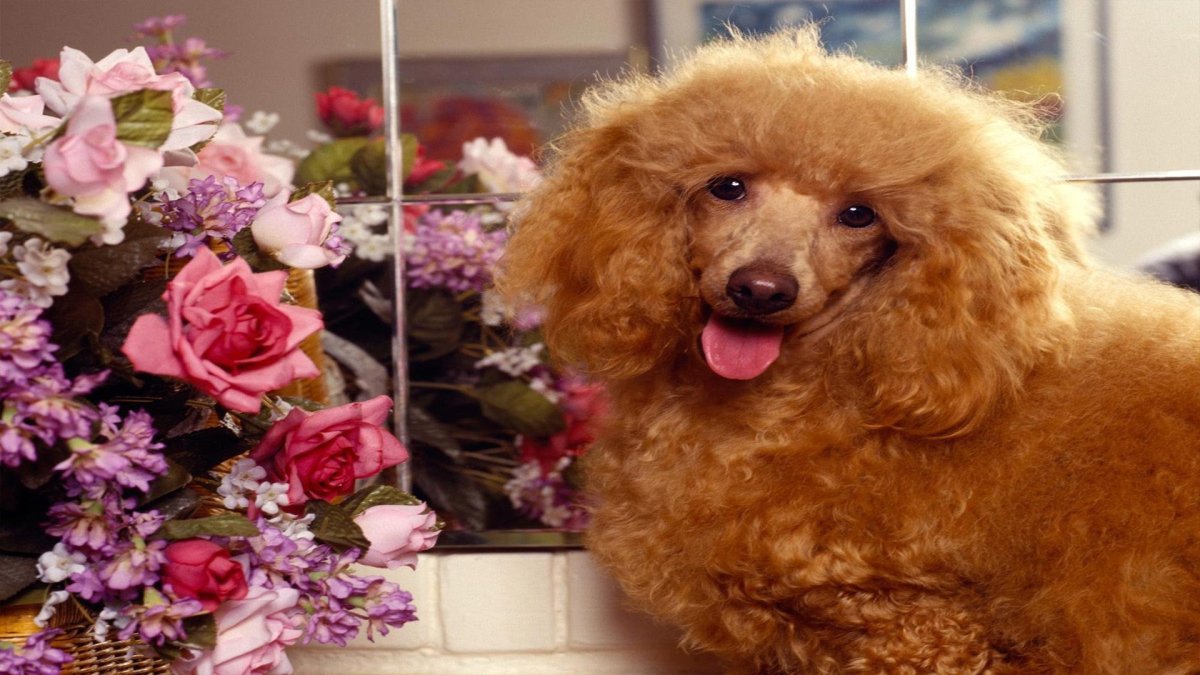 Королевский пудель черный