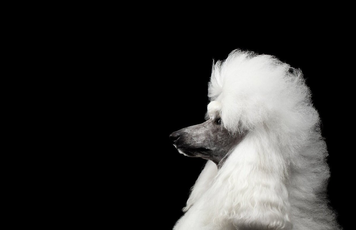 Черный пудель