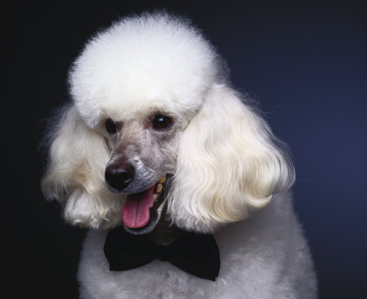 Не чистокровный пудель