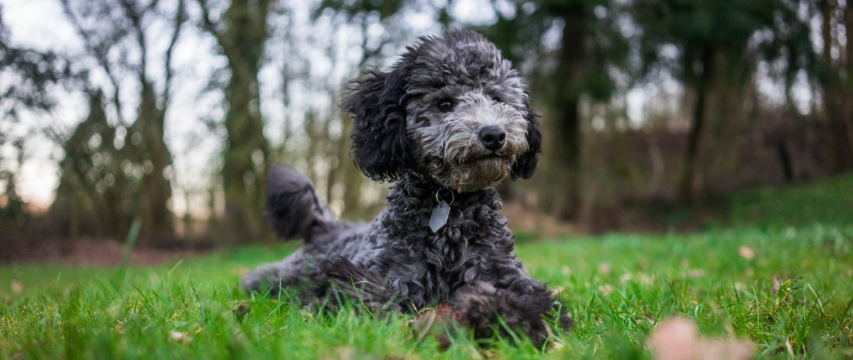 Карликовый пудель