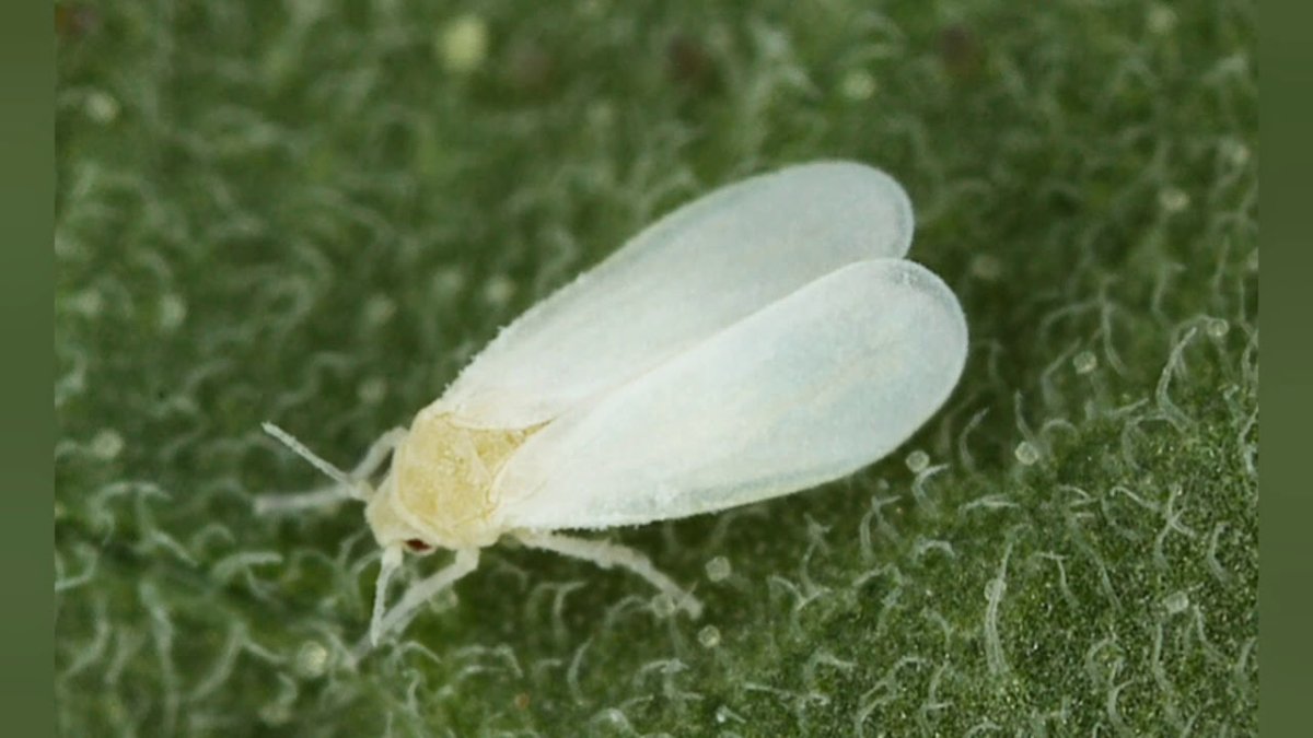 Тепличная белокрылка