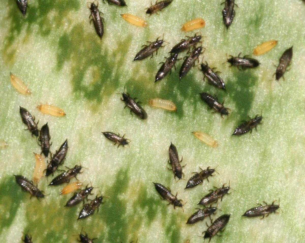 Пшеничный трипс