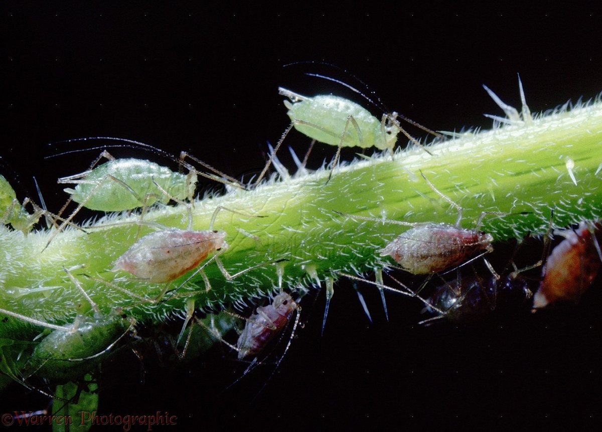 Белокрылка на комнатных растениях