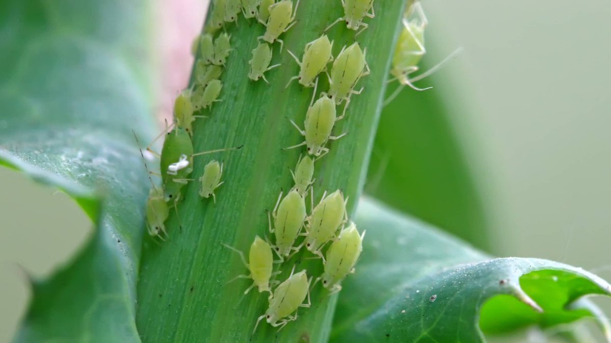 Вредители каланхоэ трипсы