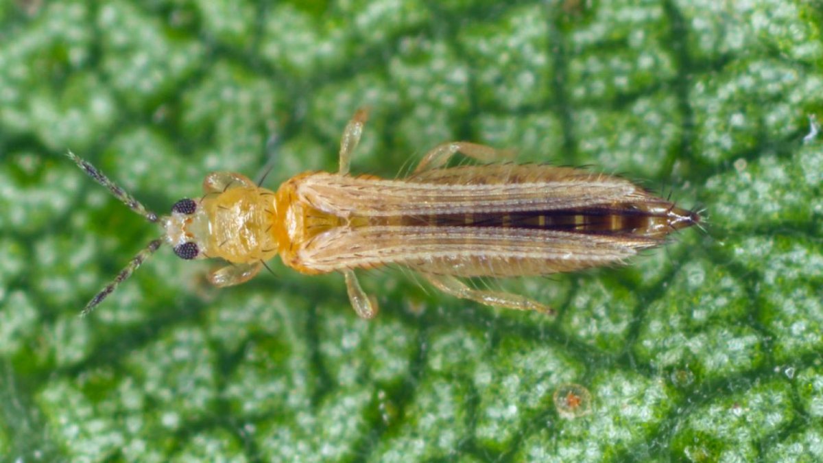 Калифорнийский трипс