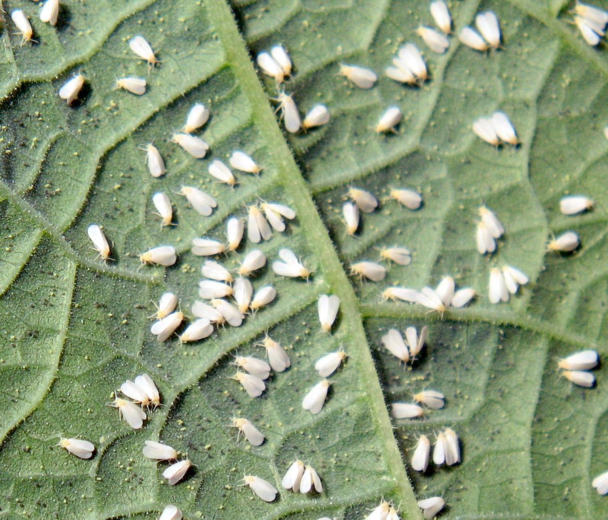 Муха белокрылка