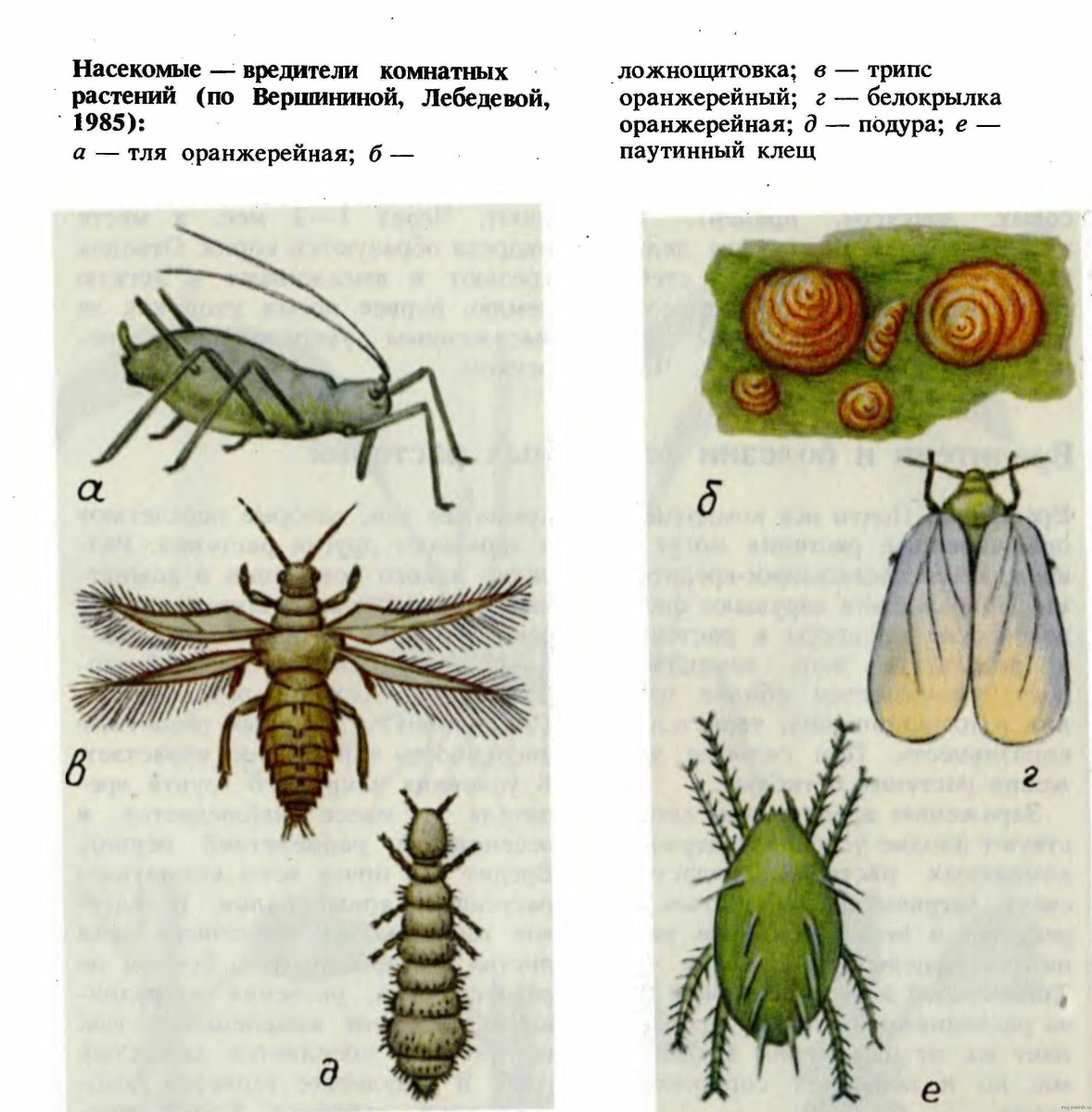 Вредители домашних цветов и борьба с ними