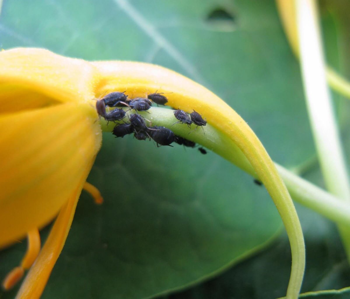 На цветах черные букашки