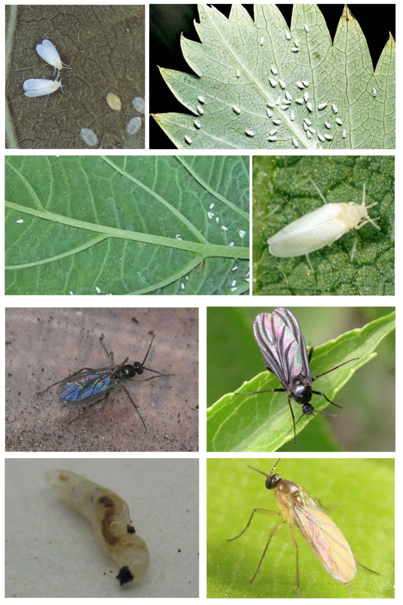 Личинки земляных мошек