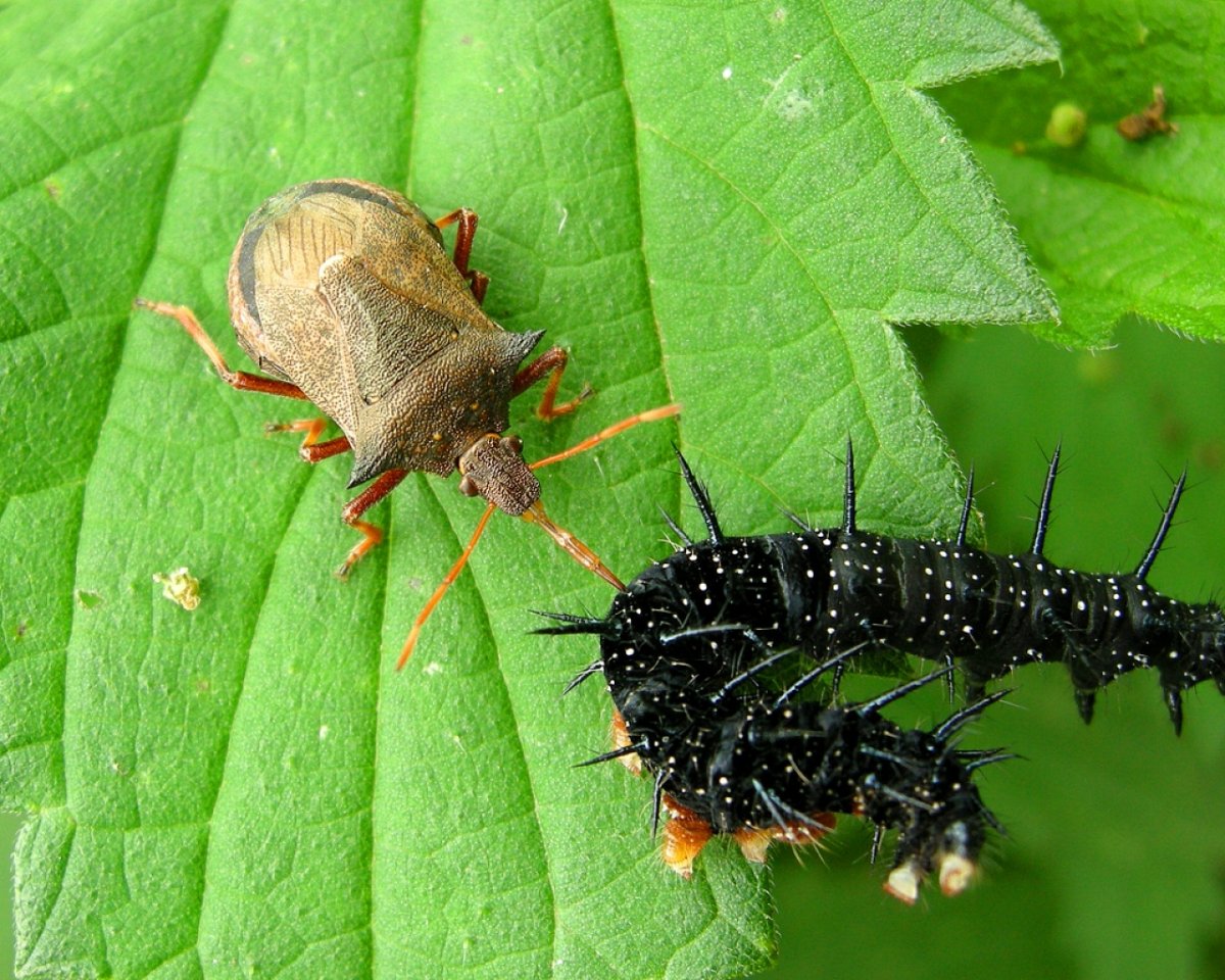 Жуки энтомофаги