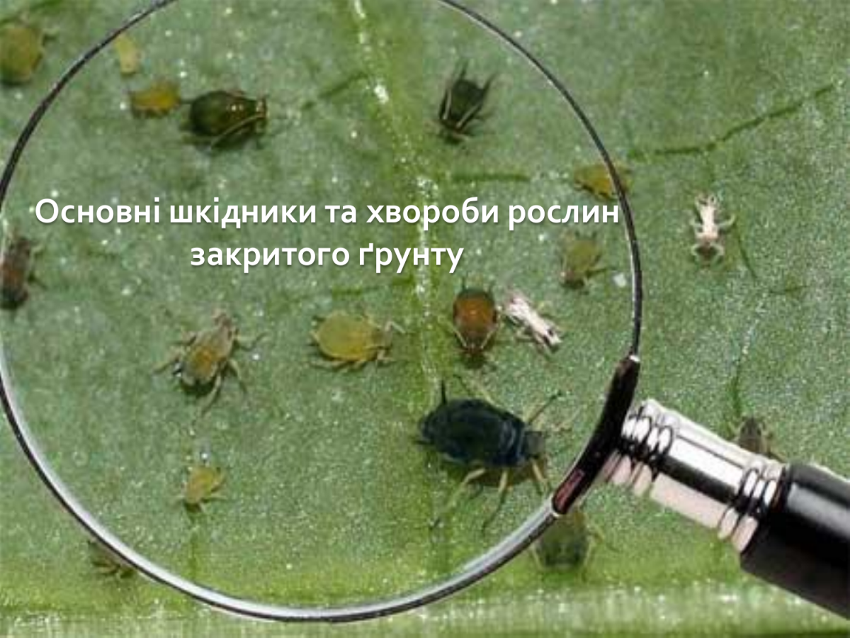 Вредители хризантем