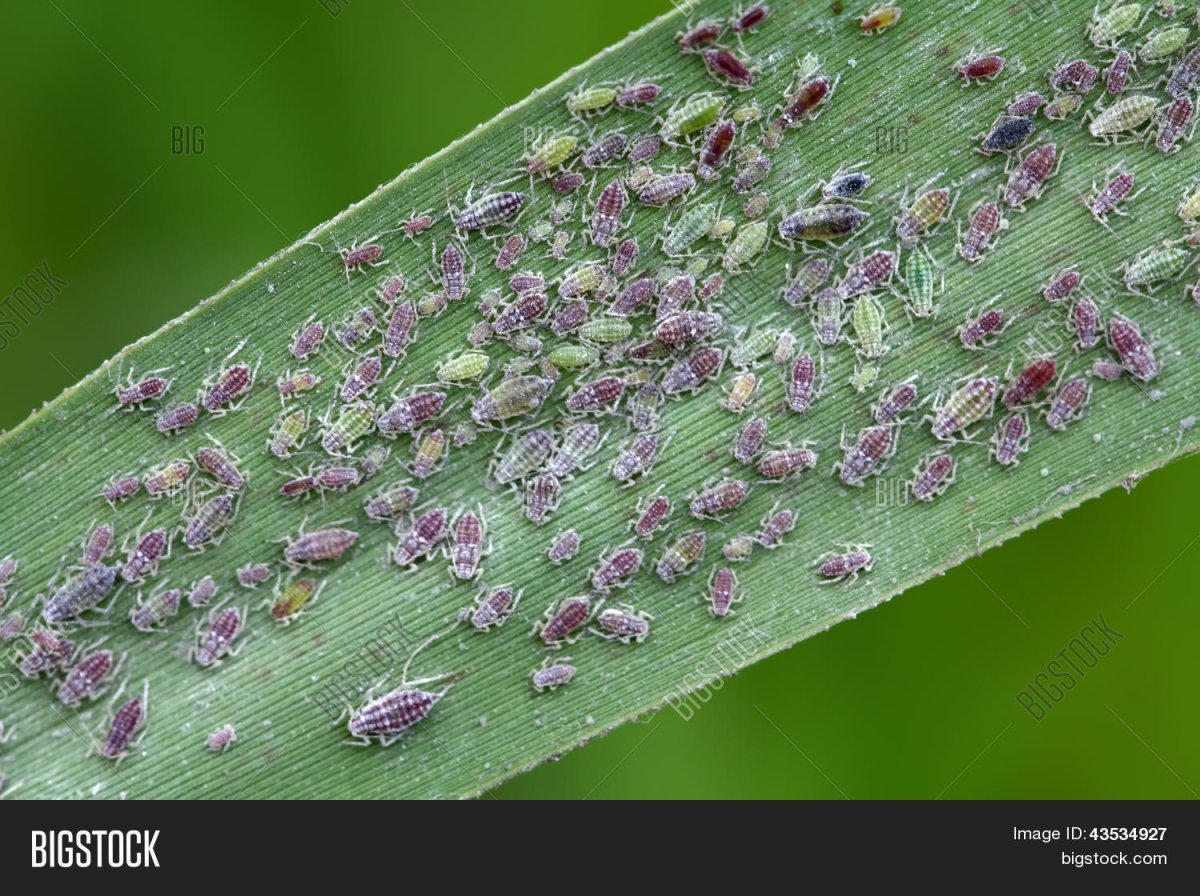 Черемухово-злаковая тля