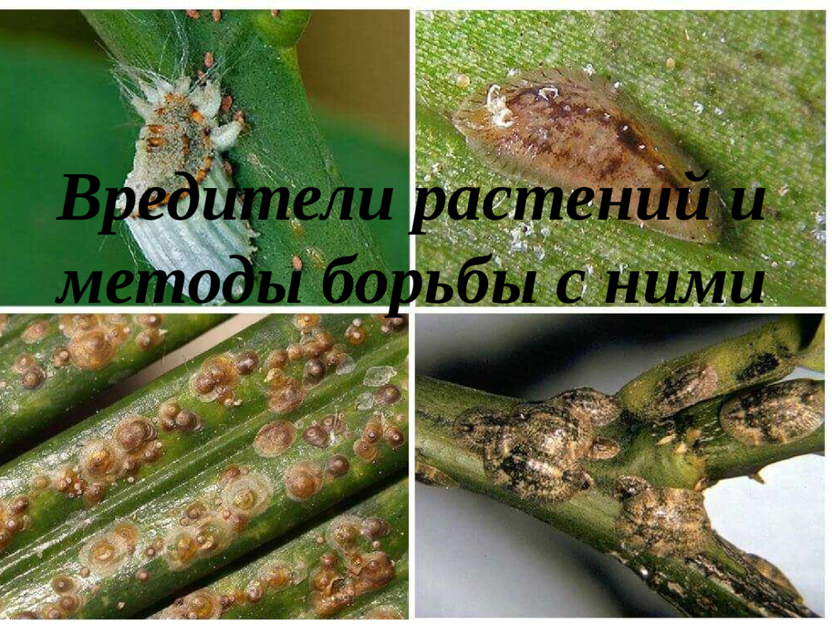 Ивовая запятовидная щитовка