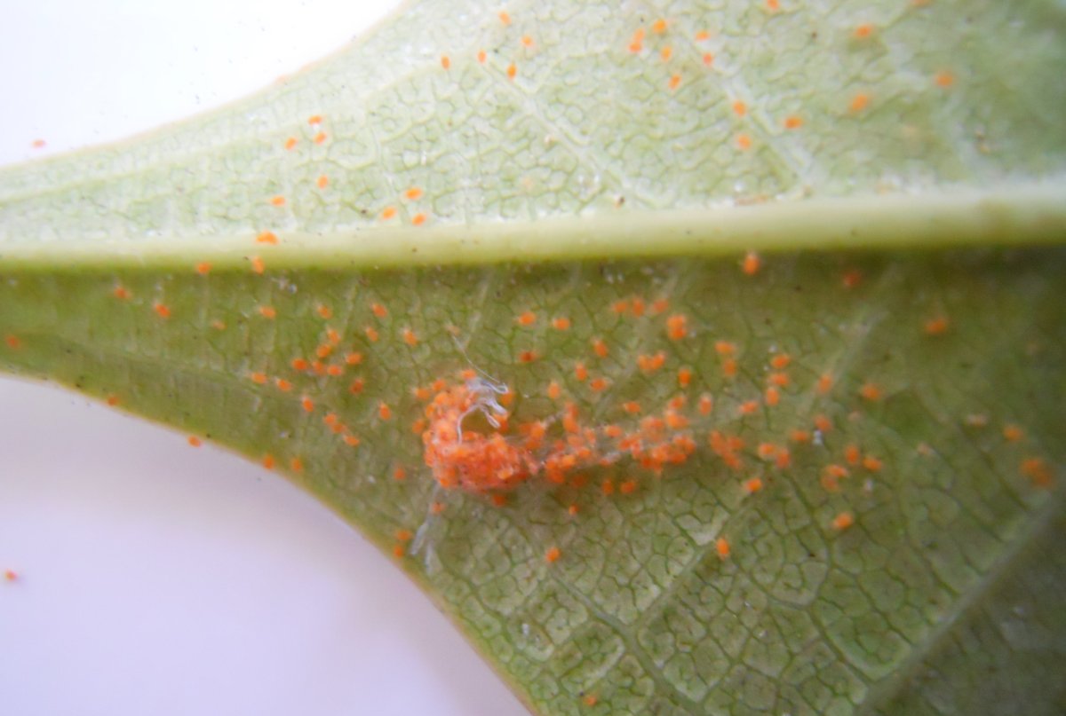 Оранжевый паутинный клещ