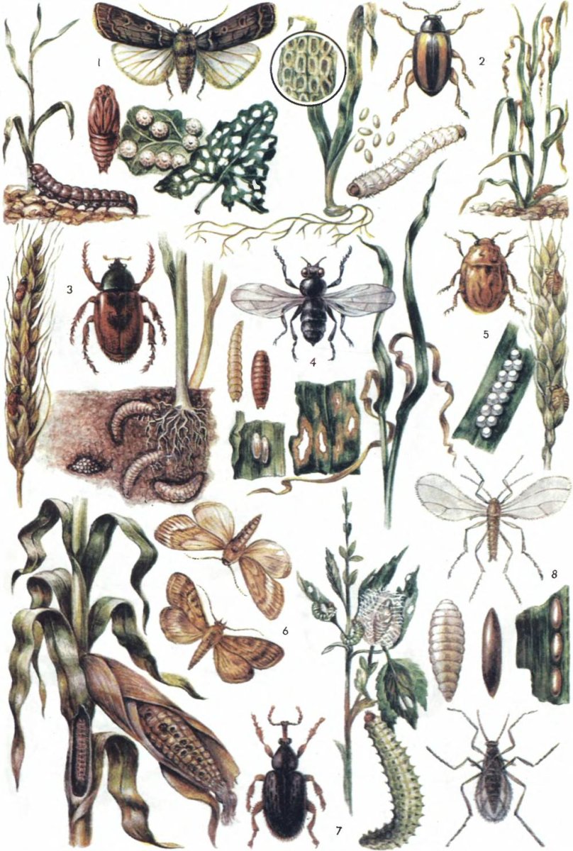 Насекомые вредители