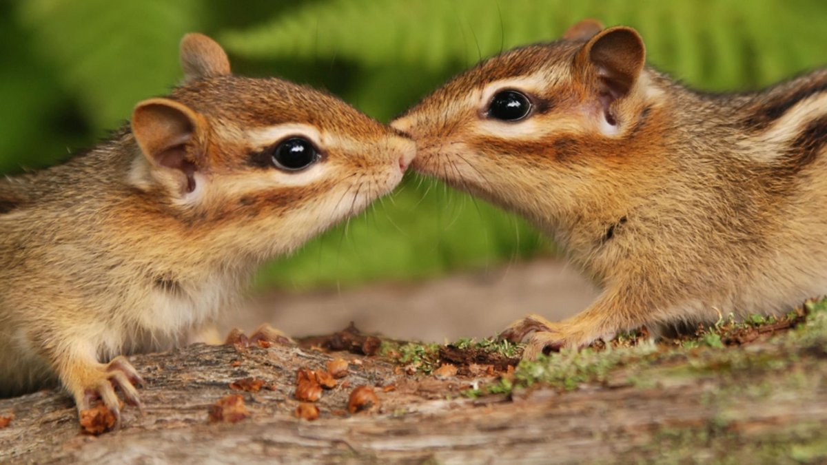 Антилоповый суслик Харриса