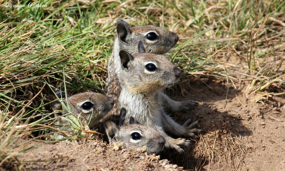 Бурундук с цветком