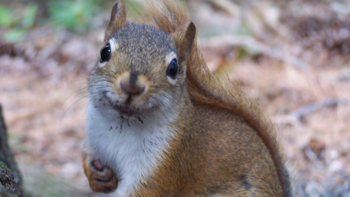 Белка Бельчонок бельчата