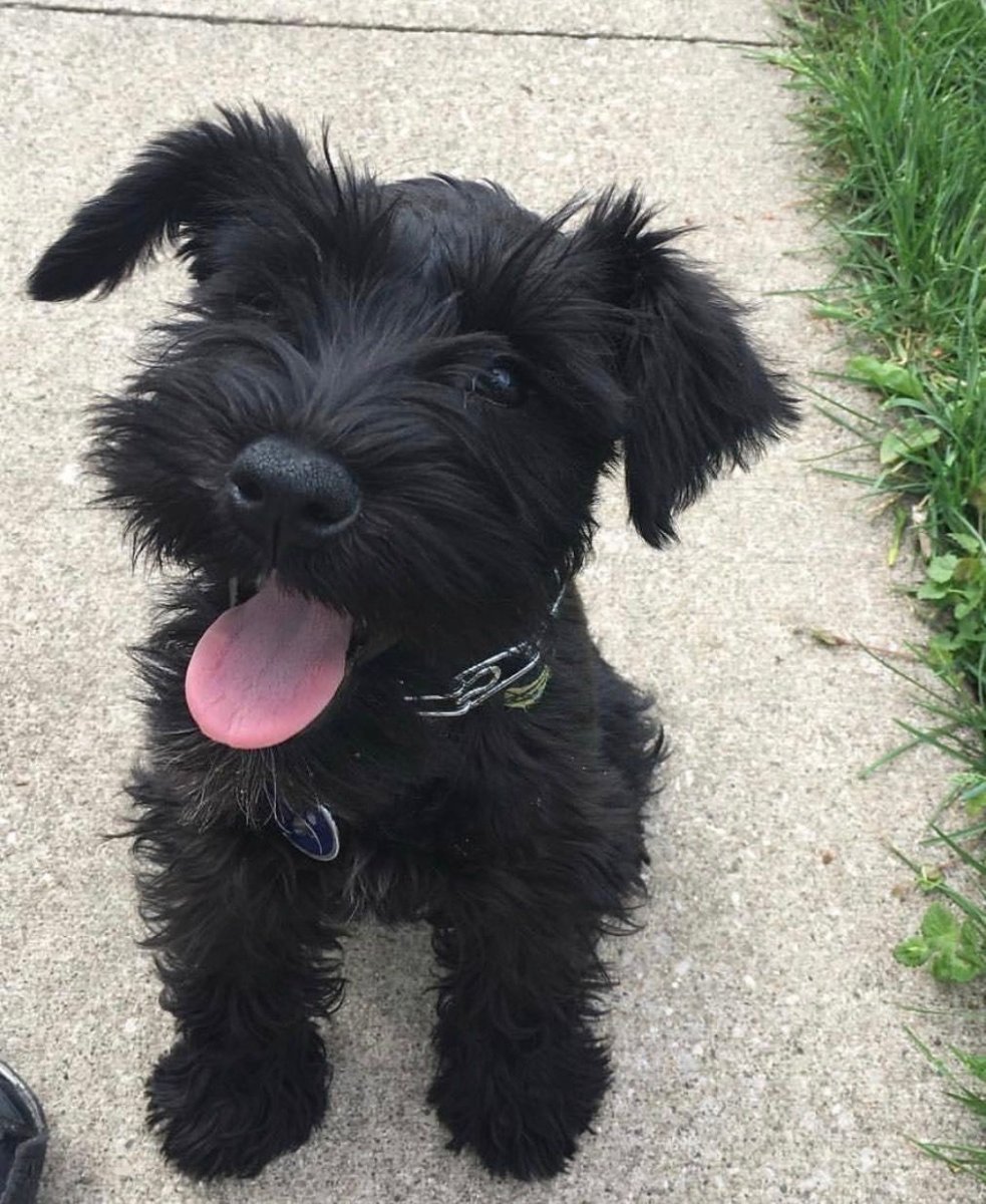 Цвингер шнауцер черный