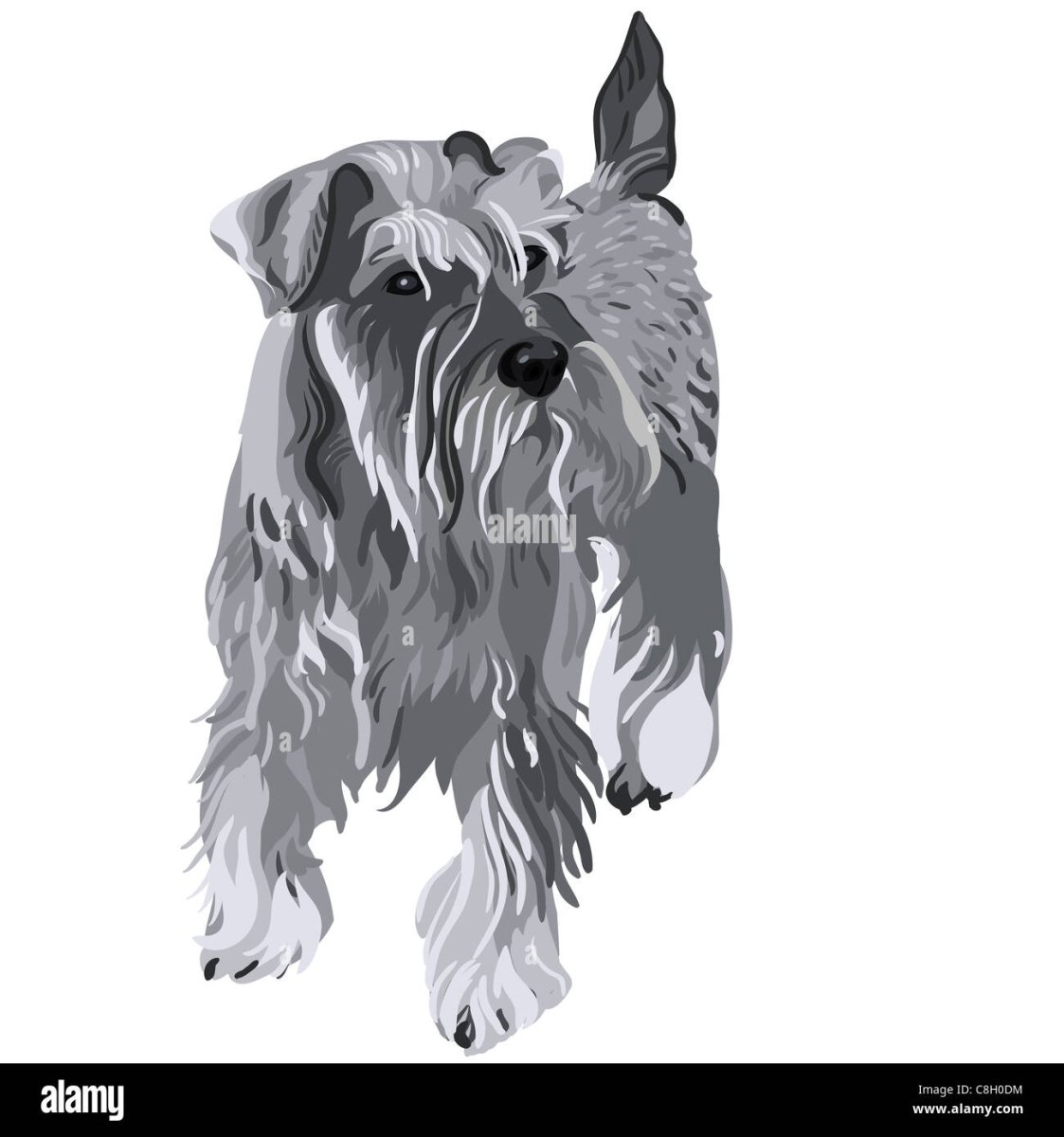 Длинношерстная шнауцер собака вектор