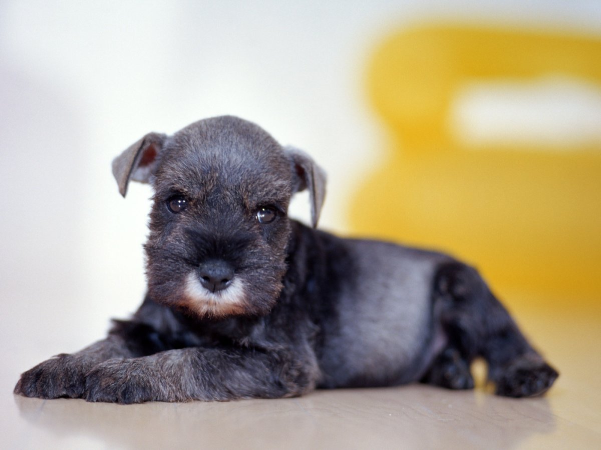 Шарпей и шнауцер