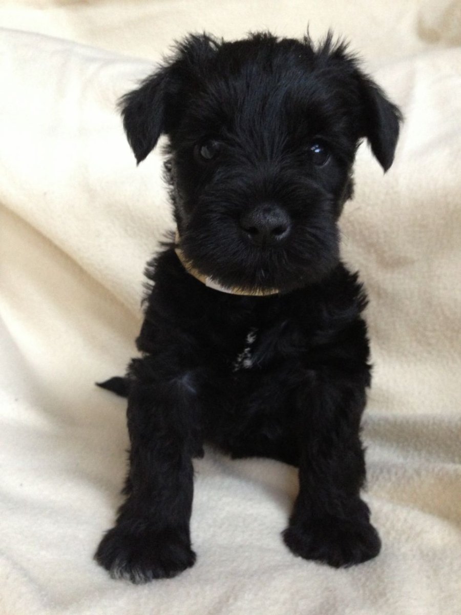 Ризеншнауцер мини черный