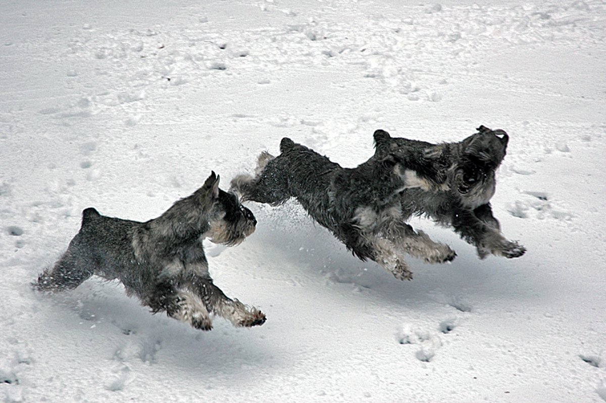 Цвергшнауцер зимой