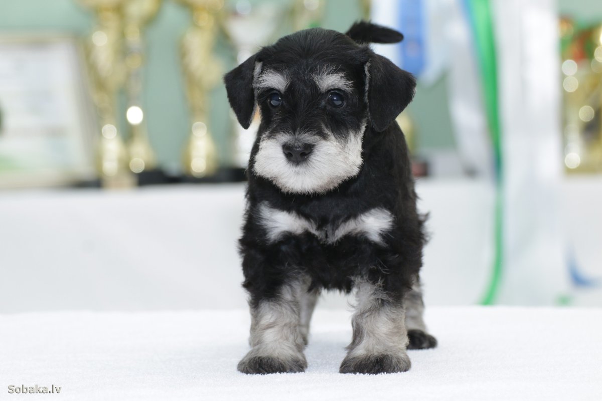 Цвергшнауцер щенки