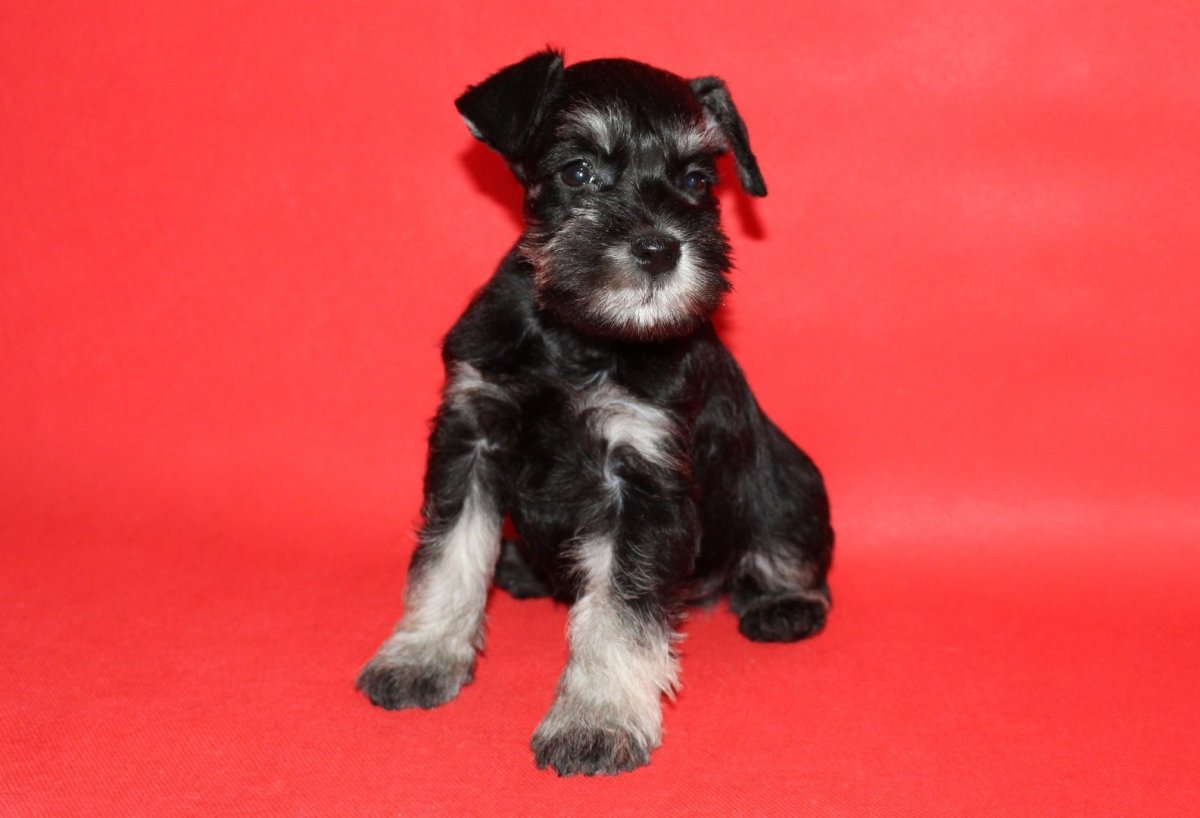 Цвергшнауцер окрасы