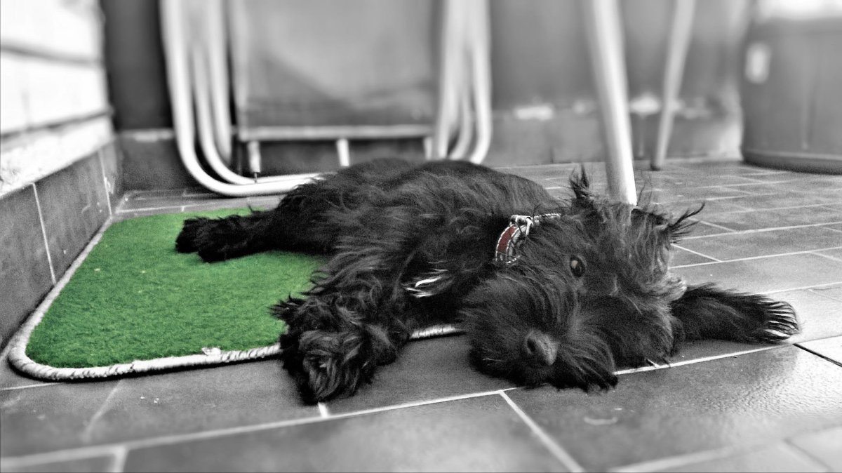 Заставка на рабочий стол Цвергшнауцер