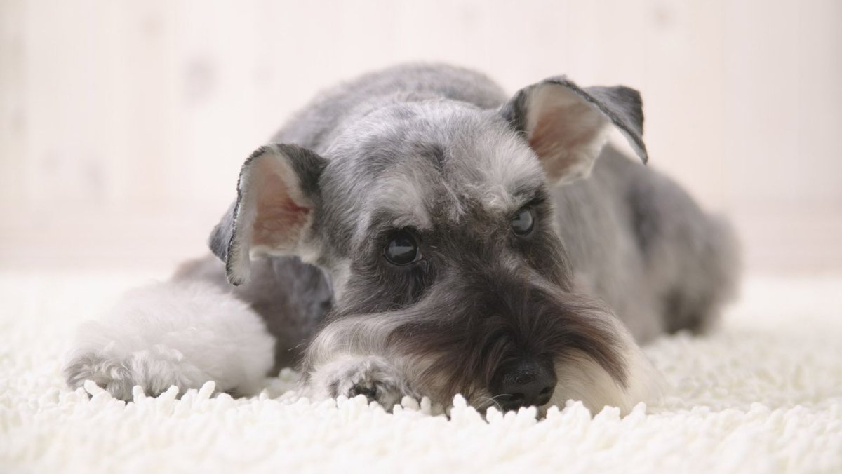 Кокер микро шнауцер