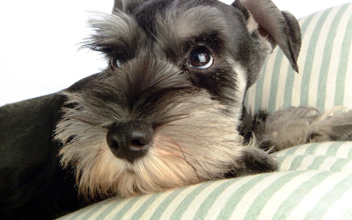 Цвергшнауцер милый