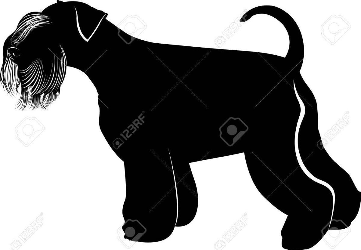 Цвергшнауцер силуэт