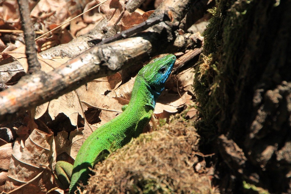 Lacerta viridis молодой