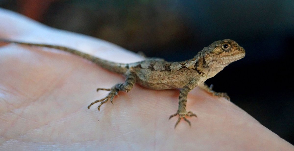 Маленькая ящерица