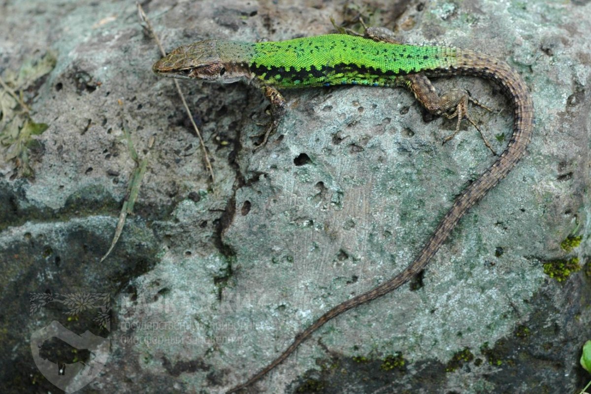 Западнокавказская ящерица