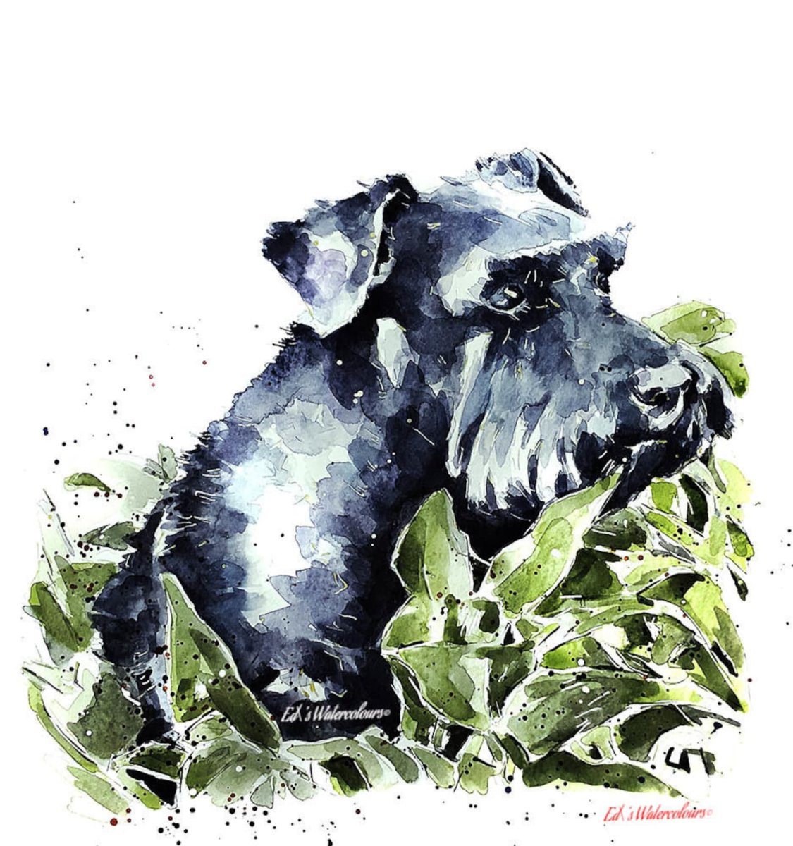 Цвергшнауцер акварелью