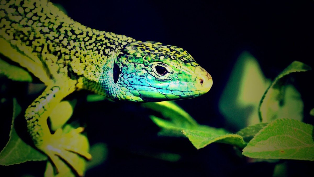 Эуфлебара ящерка