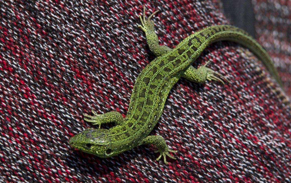 Ящерка сверху