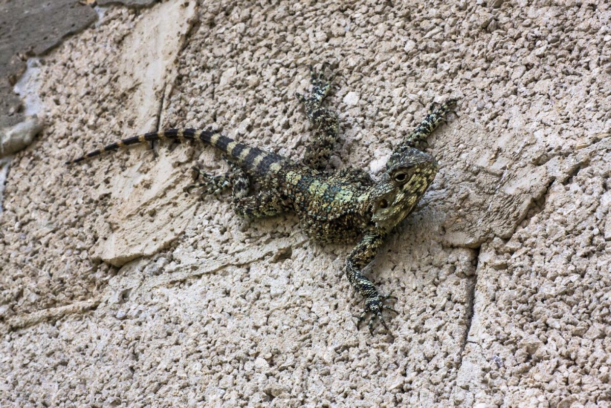 Варан на Камне