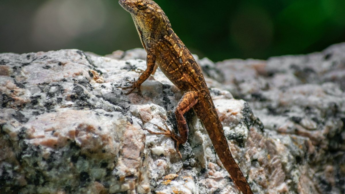 Ящерица это земноводное или пресмыкающееся