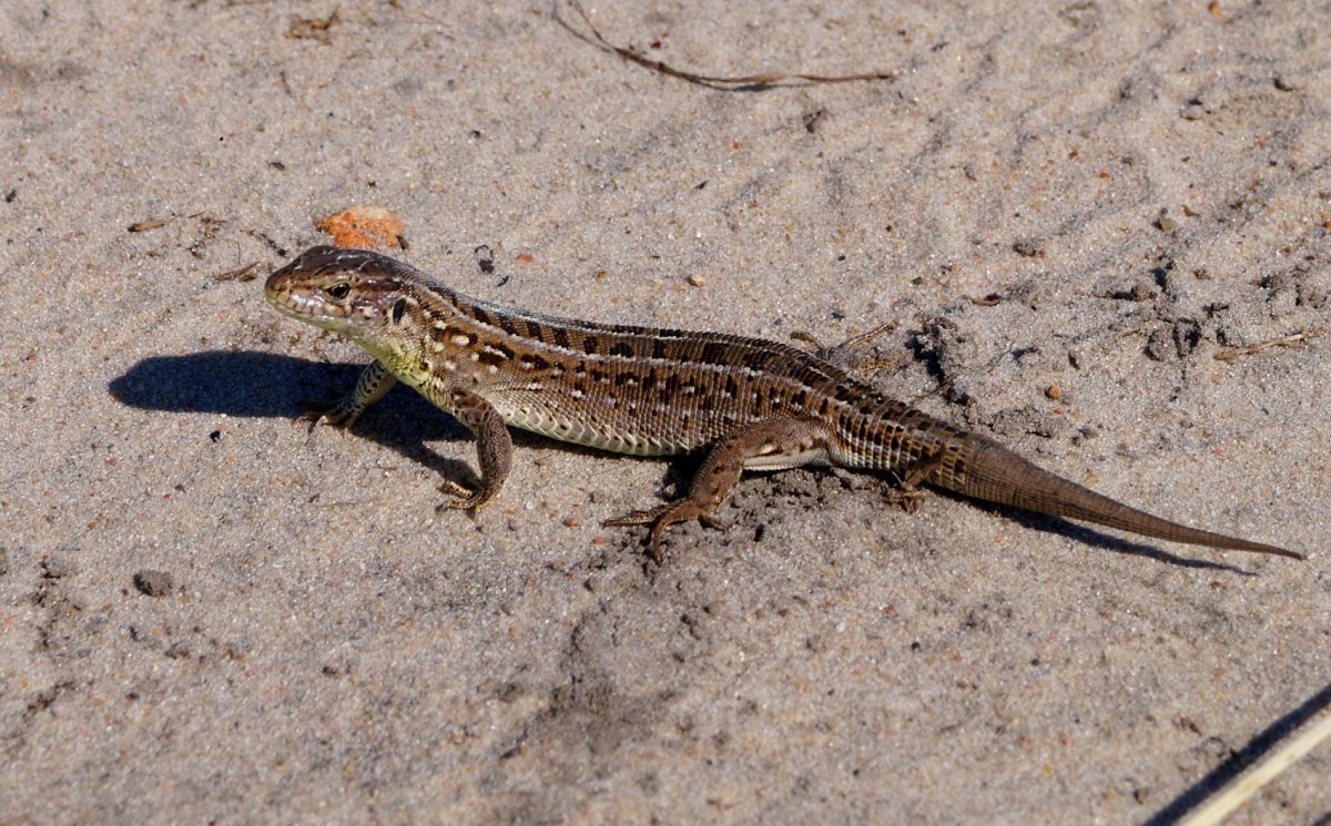 Ящерицы Ростовской области