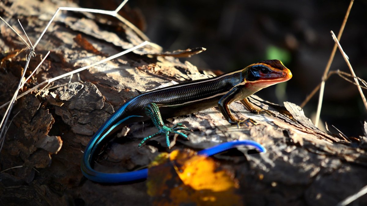 Ящерица Дальневосточный сцинк